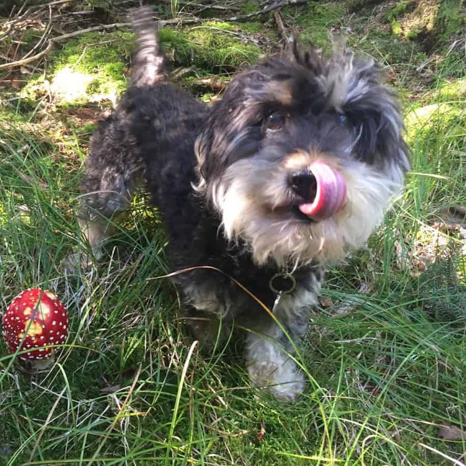 Pes s vyplazeným jazykem